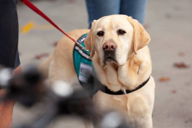 A labrador on a leash with an Integra-branded coat