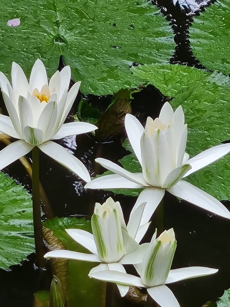 Close up photo of lilies and lily pads on black water