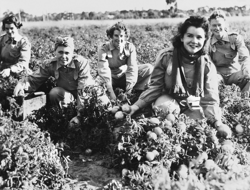 Five smiling young women in field harvesting vegetables