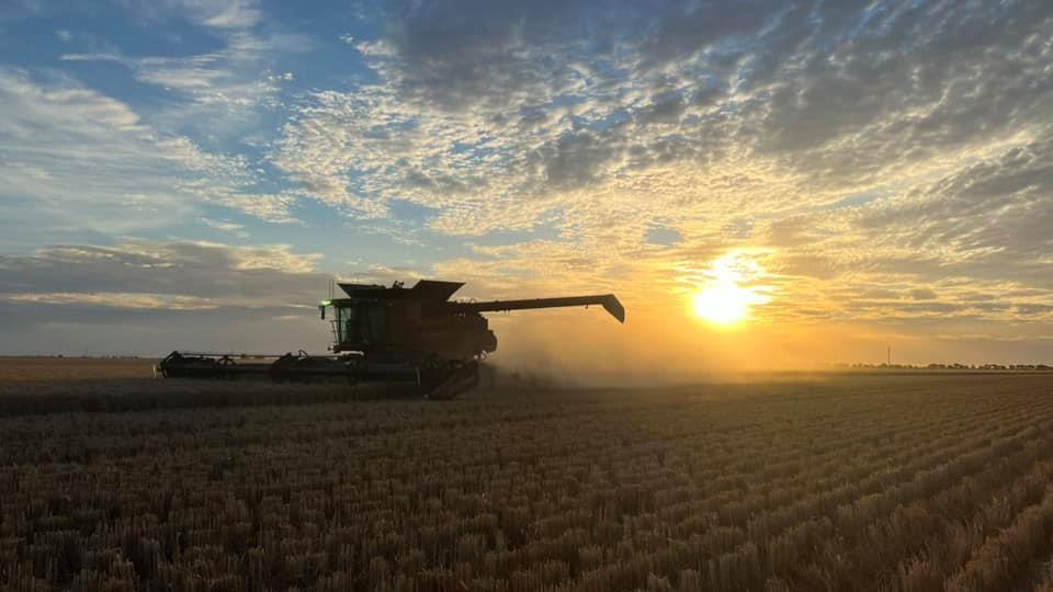 Grain header at work at sunset