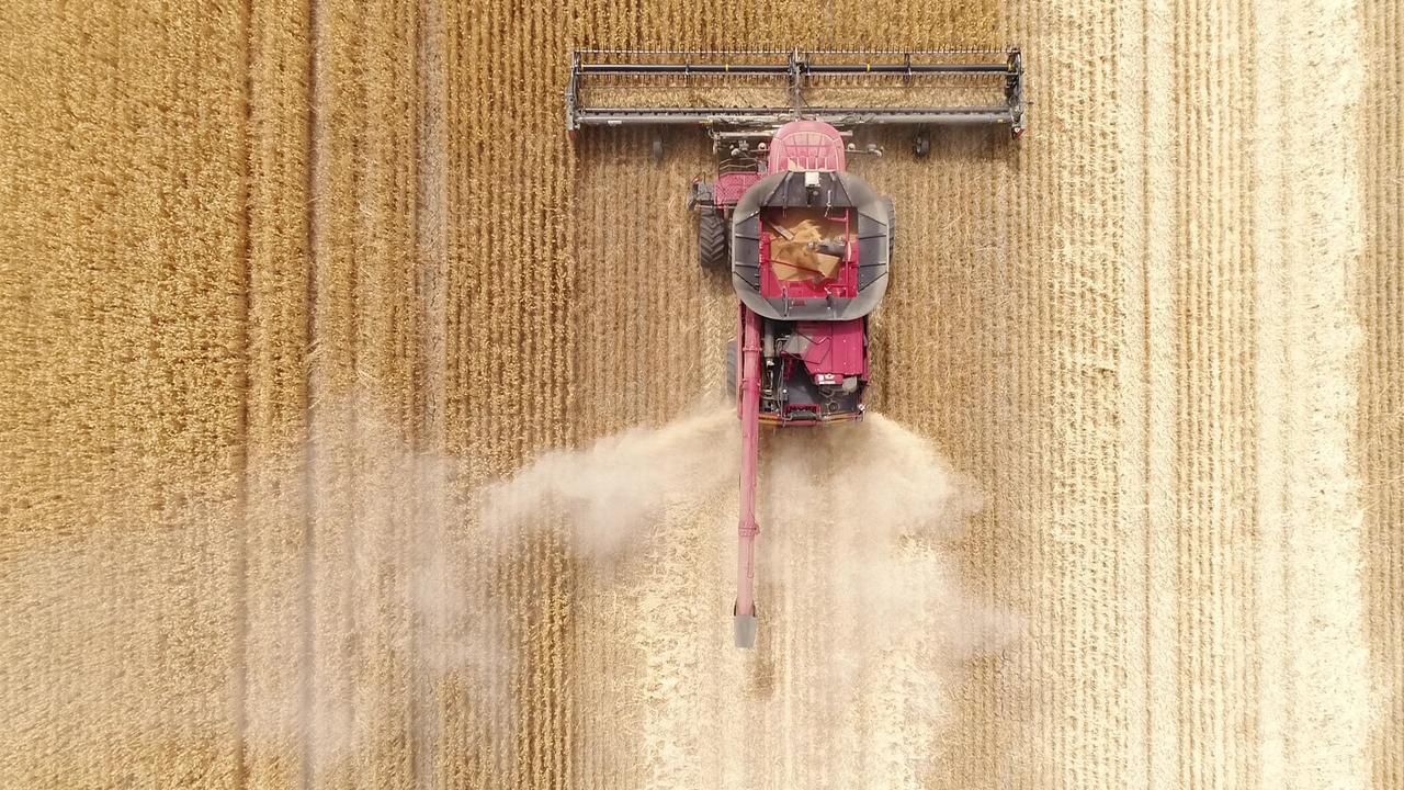 Overhead photo of a grain header doing its work