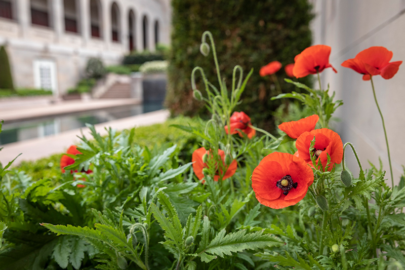 Poppies in an AWM garden