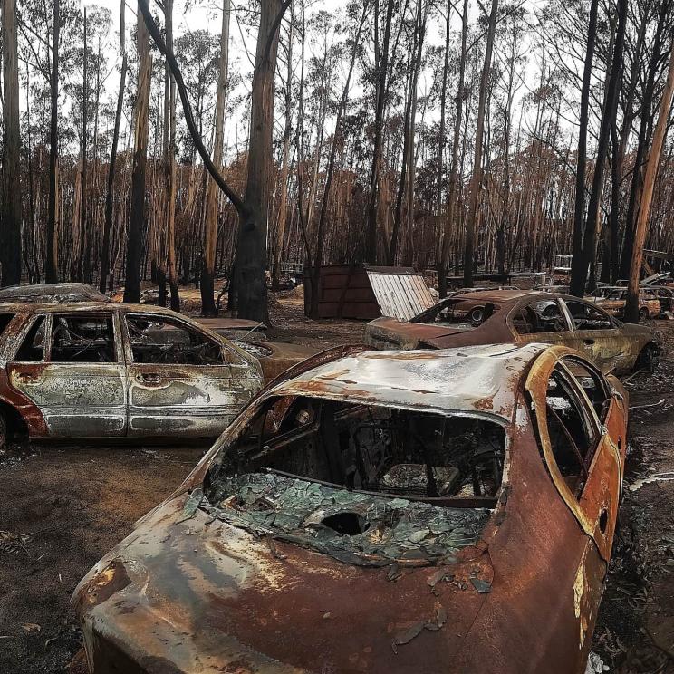 Burnt cars in a burnt out forest.